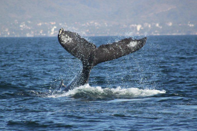 Un espectaculo increibte